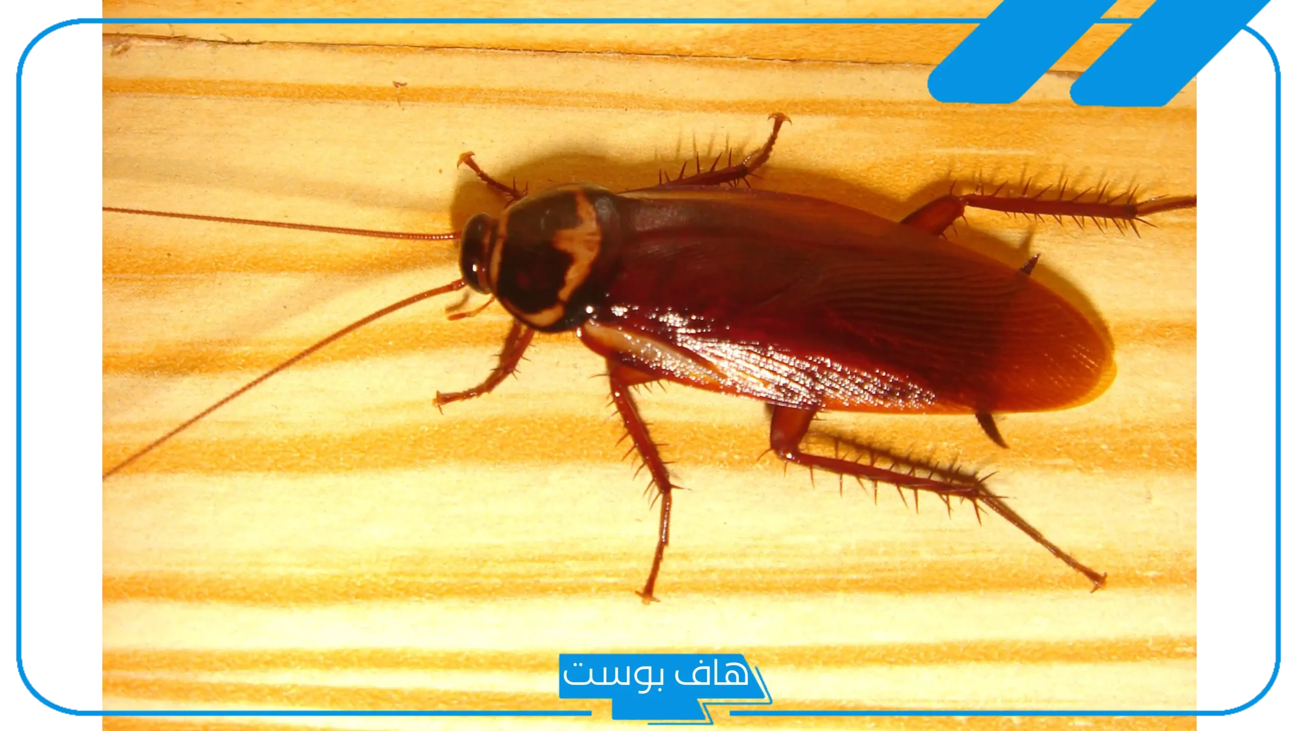 تفسير حلم قتل الصراصير في المنام للمتزوجة والرجل عند ابن سيرين