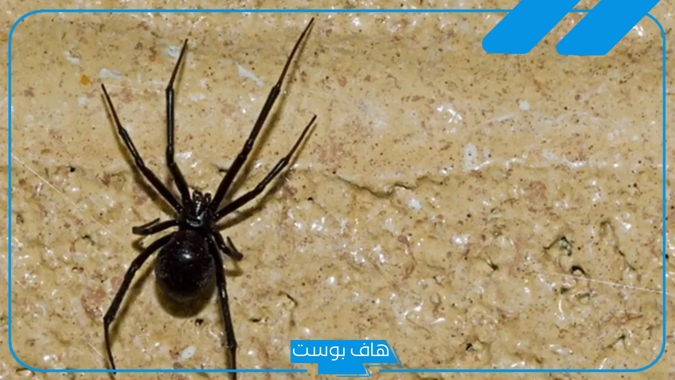 تفسير حلم العنكبوت الاسود للعزباء والمتزوجة وقتله عند ابن سيرين