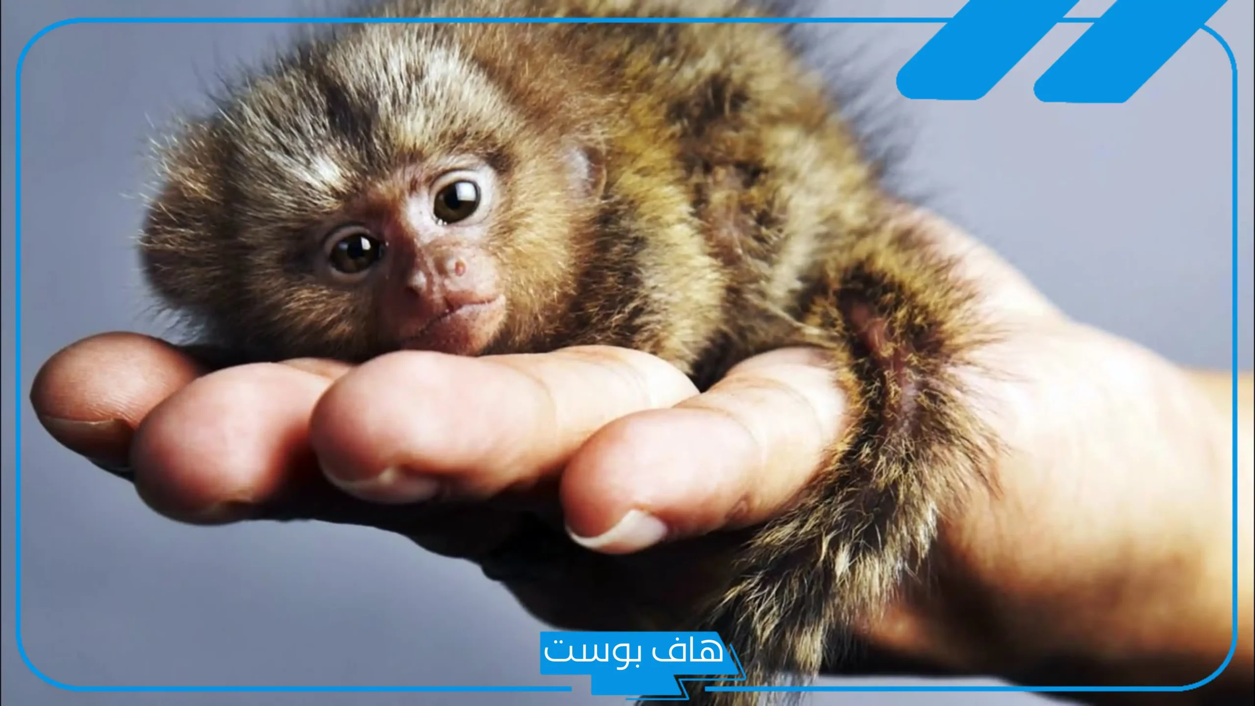 تفسير حلم القرد الصغير للمتزوجة والحامل في المنام للإمام الصادق وابن سيرين