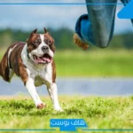 تفسير حلم المطاردة في المنام والهروب للعزباء والرجل للنابلسي