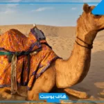 تفسير حلم الناقة تطاردني في المنام للرجل والمرأة لابن سيرين