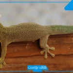 تفسير حلم قتل الوزغ في المنام للمتزوجة وعلاقته بالخير