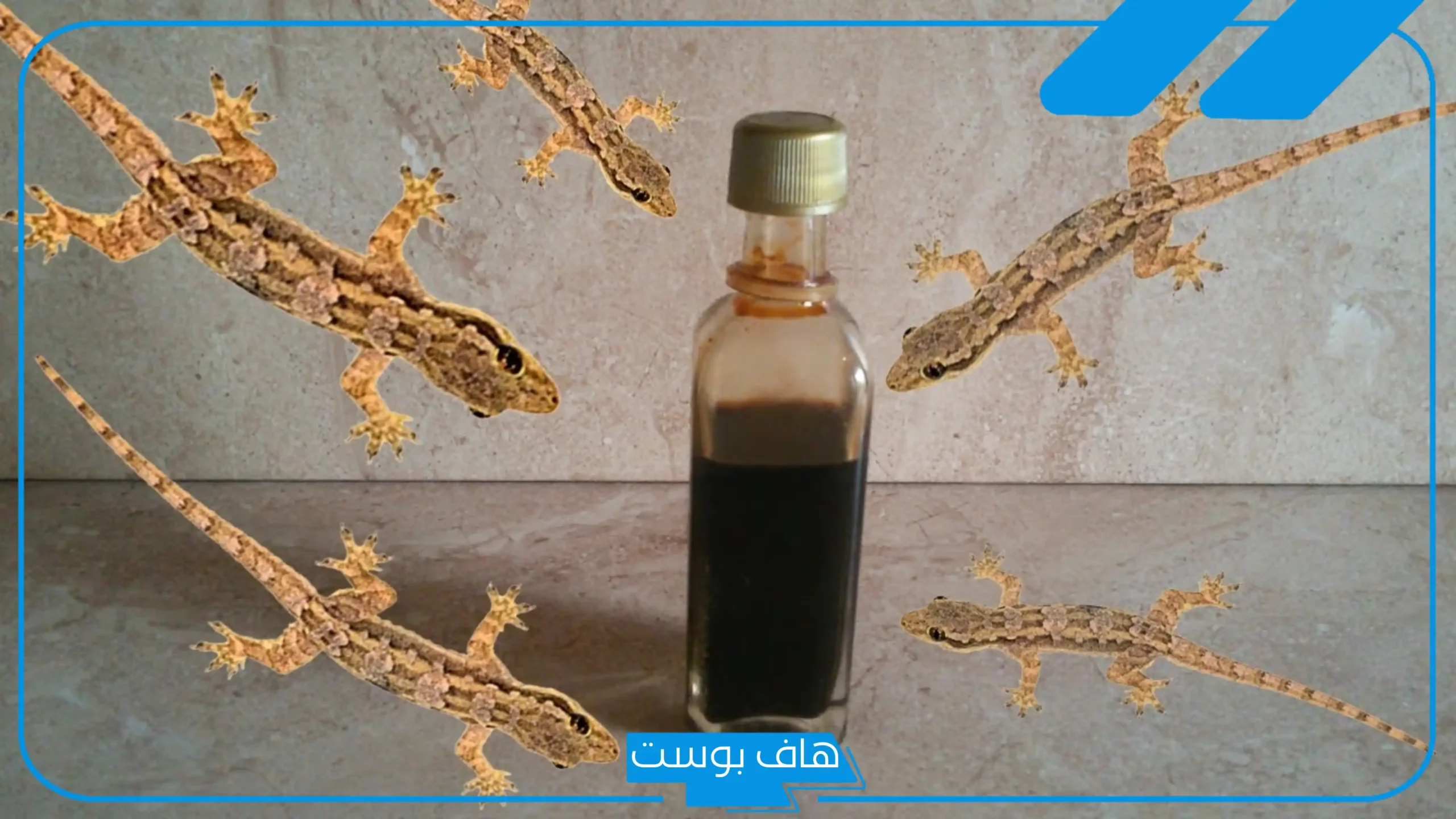 تفسير حلم الوزغ في البيت القديم للحامل والمتزوجة وعلاقته بقدوم الخير