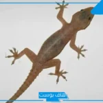 تفسير حلم الوزغ في البيت القديم للحامل والمتزوجة وعلاقته بقدوم الخير