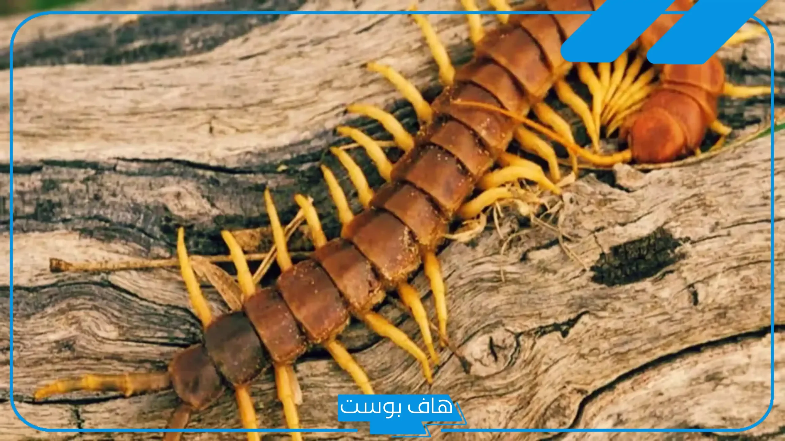 تفسير حلم ام اربعه واربعين لونها أسود للمتزوجة وقتلها للعزباء في المنام