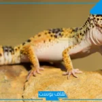 تفسير حلم البريعصي في البيت للرجل وملاحقته للمرأة لابن سيرين