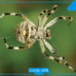 تفسير حلم العنكبوت الكبير في المنام لابن سيرين يهاجمني للعزباء