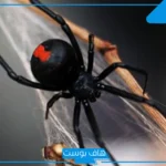 تفسير حلم العنكبوت الاسود للعزباء والمتزوجة وقتله عند ابن سيرين