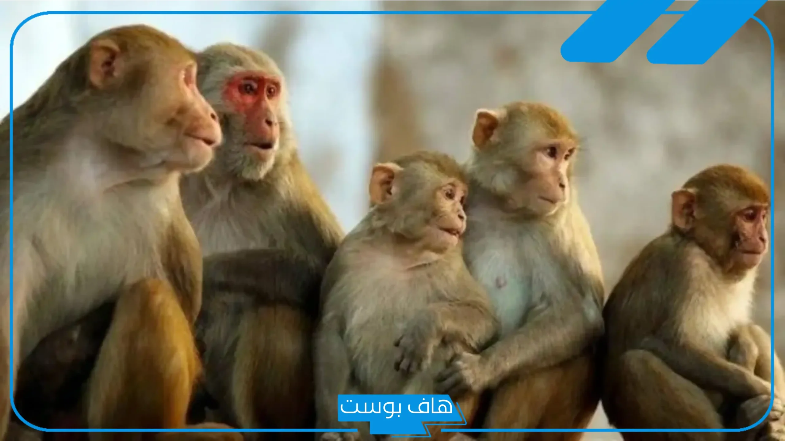 تفسير حلم رؤية قرد يحاول الهجوم علي في المنام للرجل والمتزوجة
