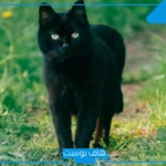 تفسير حلم قطة سوداء تهاجمني للعزباء والمطلقة والمتزوجة