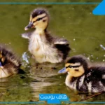 تفسير حلم رؤية البط الصغير في المنام للحامل والعزباء والمتزوجة