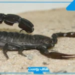 تفسير رؤية العقرب السوداء في المنام وقتلها للمتزوجة لابن سيرين