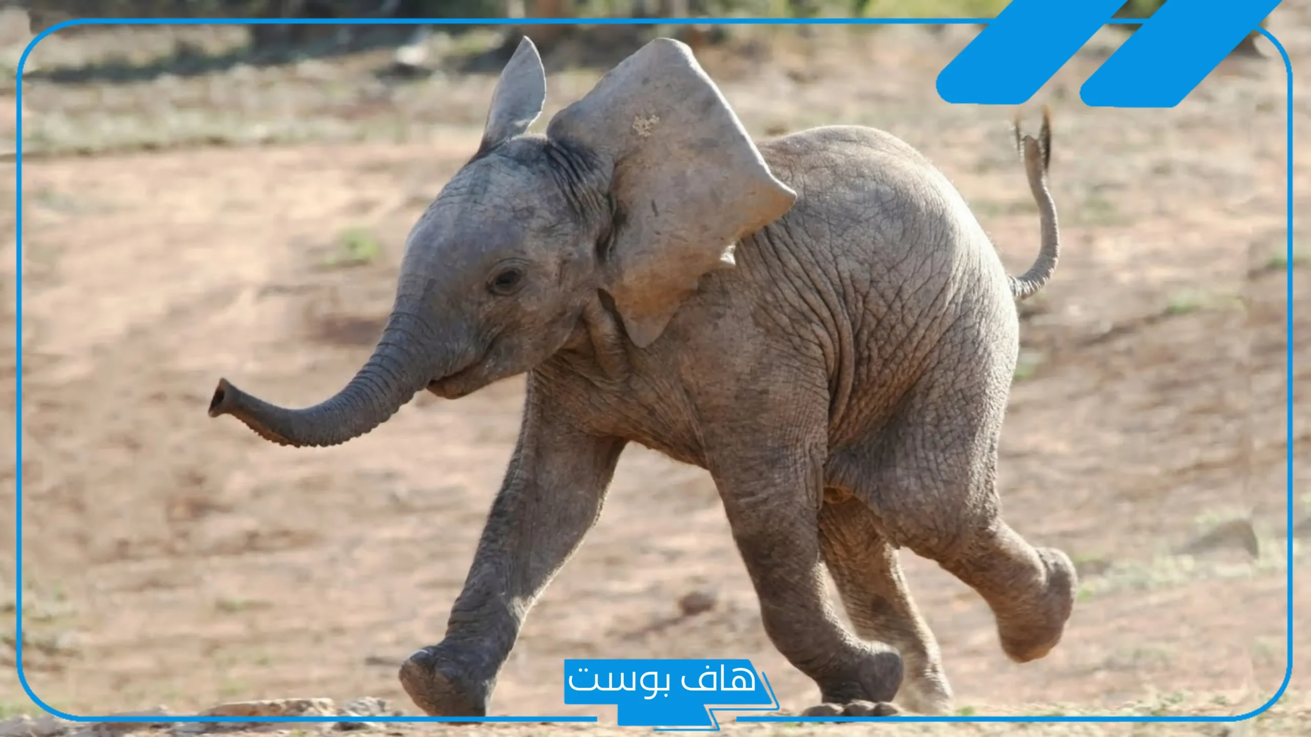 تفسير رؤية الفيل في المنام كبير يطاردني للعزباء لابن سيرين