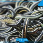 تفسير رؤية حيه صغيره للعالم ابن سيرين في المنزل للرجل والمرأة