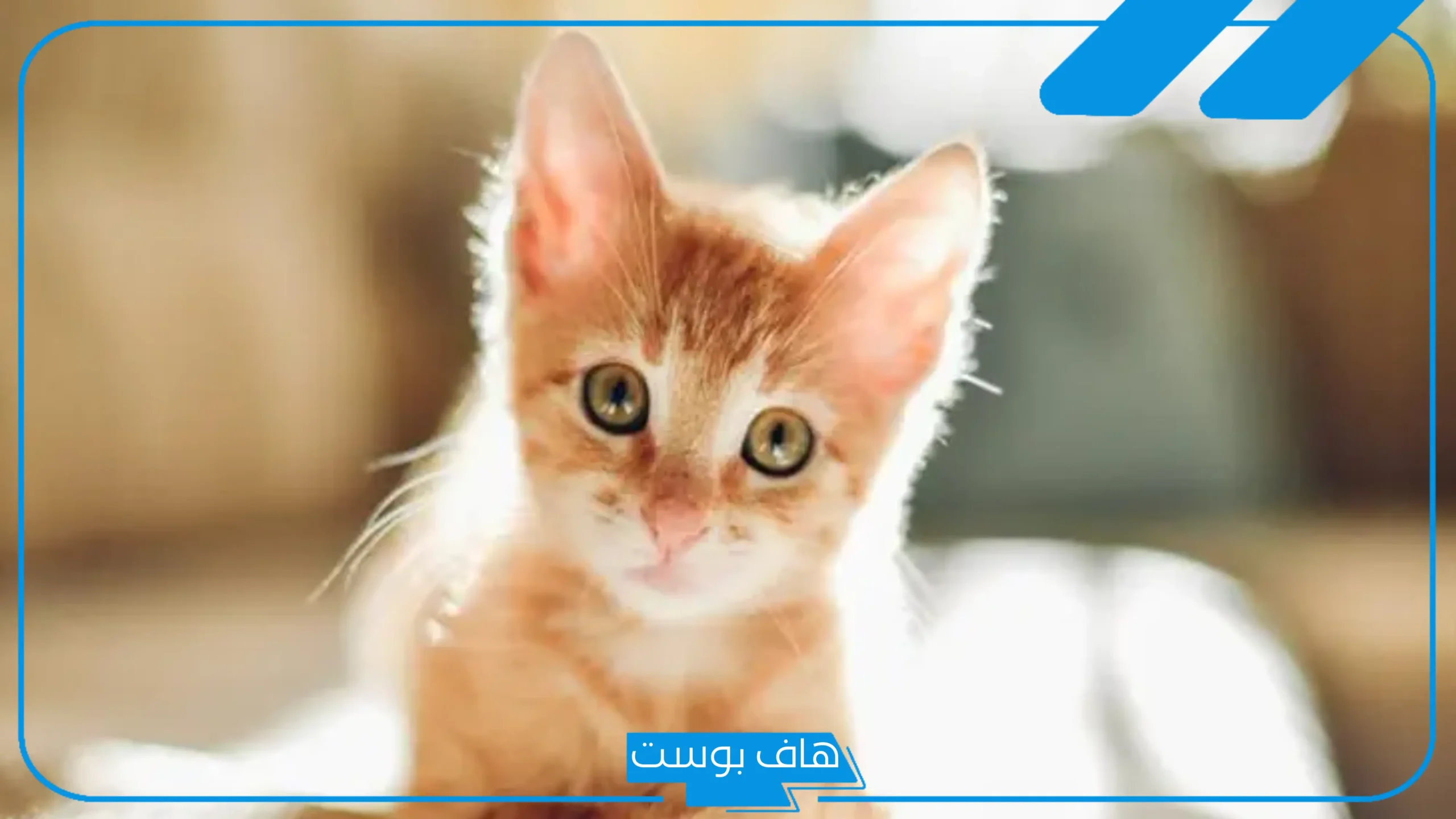 تفسير حلم بول القطط في المنام لابن سيرين للمطلقة والعزباء