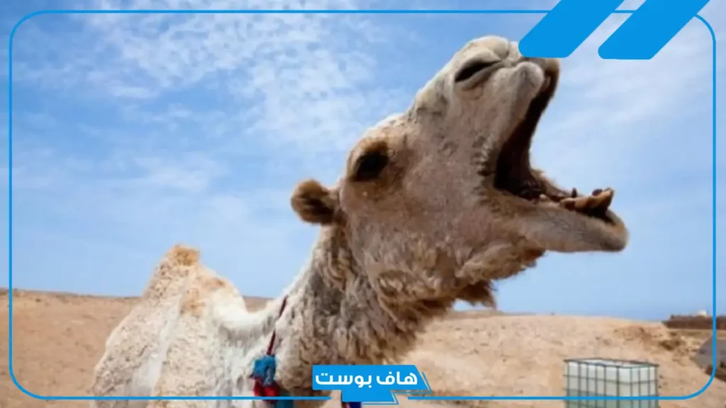 تفسير رؤية جمل هائج في المنام لابن سيرين للرجل والمتزوجة والعزباء