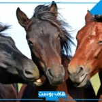 تفسير رؤية حصان في المنام جائح وهائج لابن سيرين