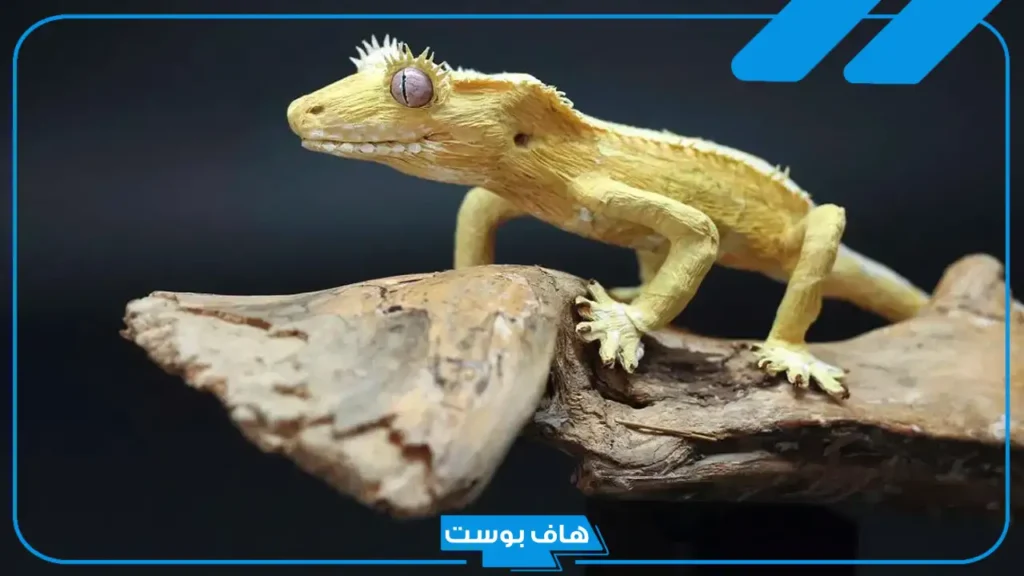 تفسير حلم البريعصي في المنام للرجل والمتزوجة لابن سيرين