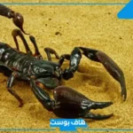 تفسير حلم العقرب الأسود في المنام للمتزوجة والعزباء والرجل لابن سيرين