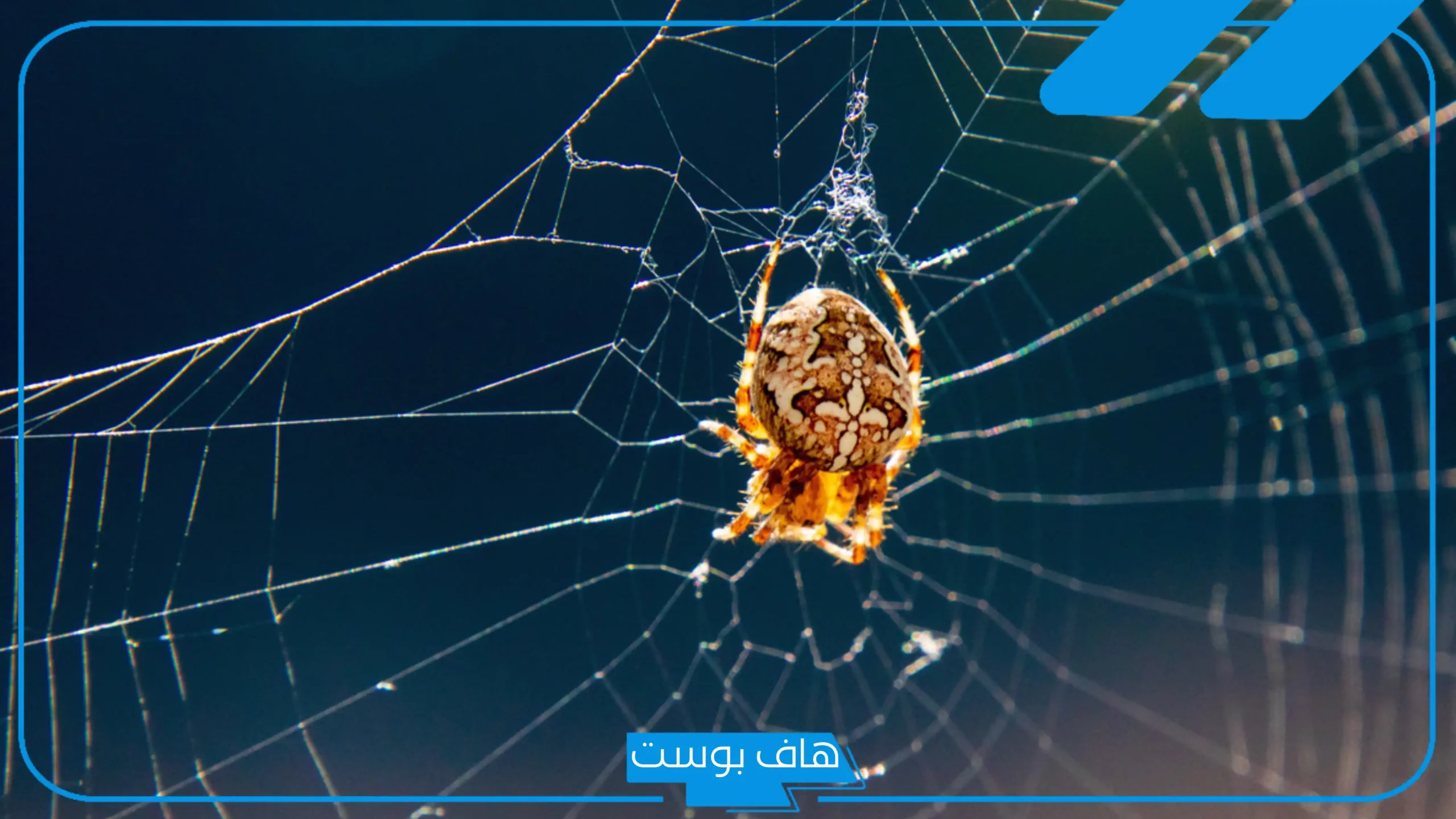 تفسير حلم العنكبوت الكبير في المنام لابن سيرين يهاجمني للعزباء