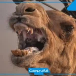 تفسير رؤية جمل هائج في المنام لابن سيرين للرجل والمتزوجة والعزباء
