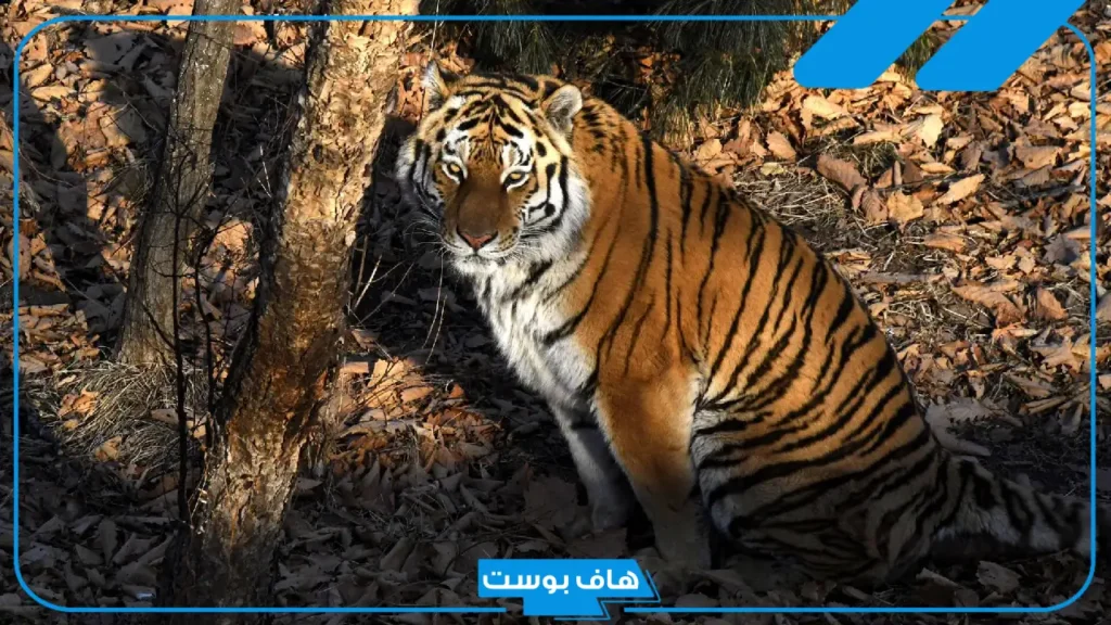 تفسير حلم نمر يهجم علي في المنام لابن سيرين للعزباء والمتزوجة