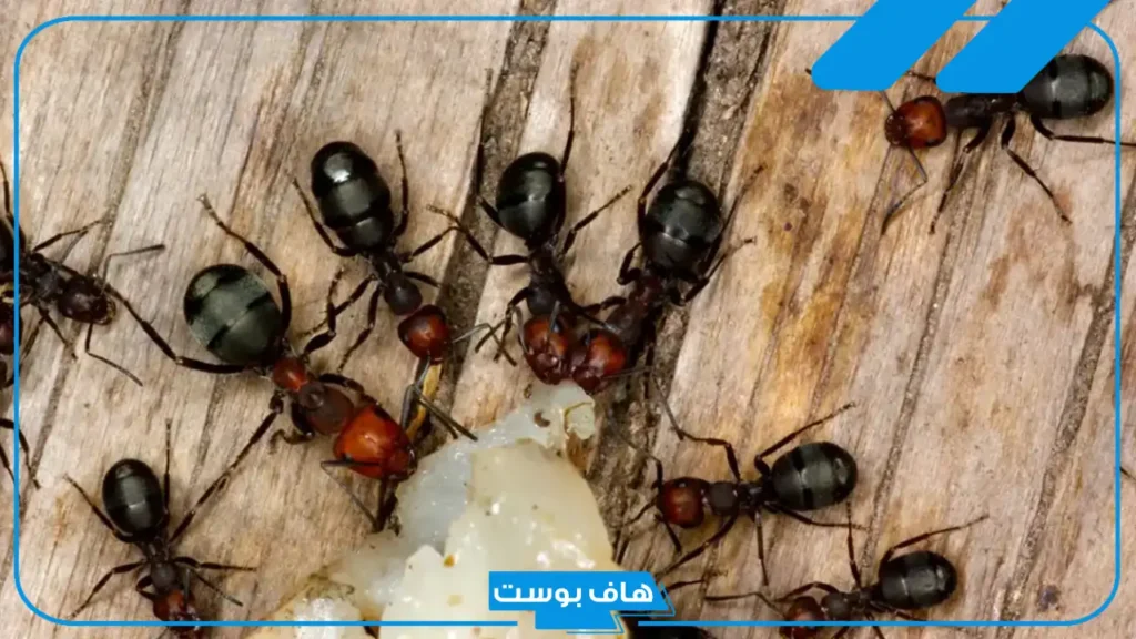دعاء طرد النمل من البيت مستجاب.. كيفية طرد النمل من المنزل دون قتله