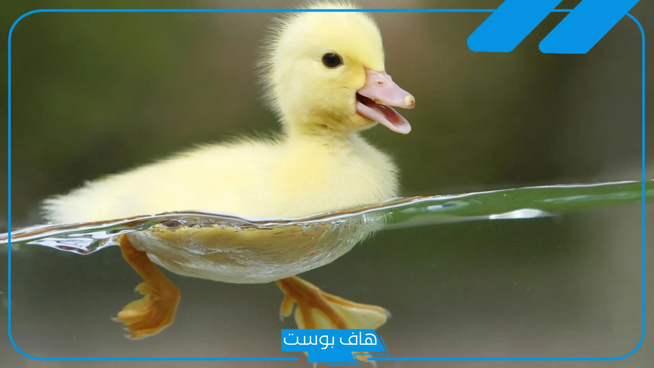 تفسير حلم رؤية البط الصغير في المنام للحامل والعزباء والمتزوجة