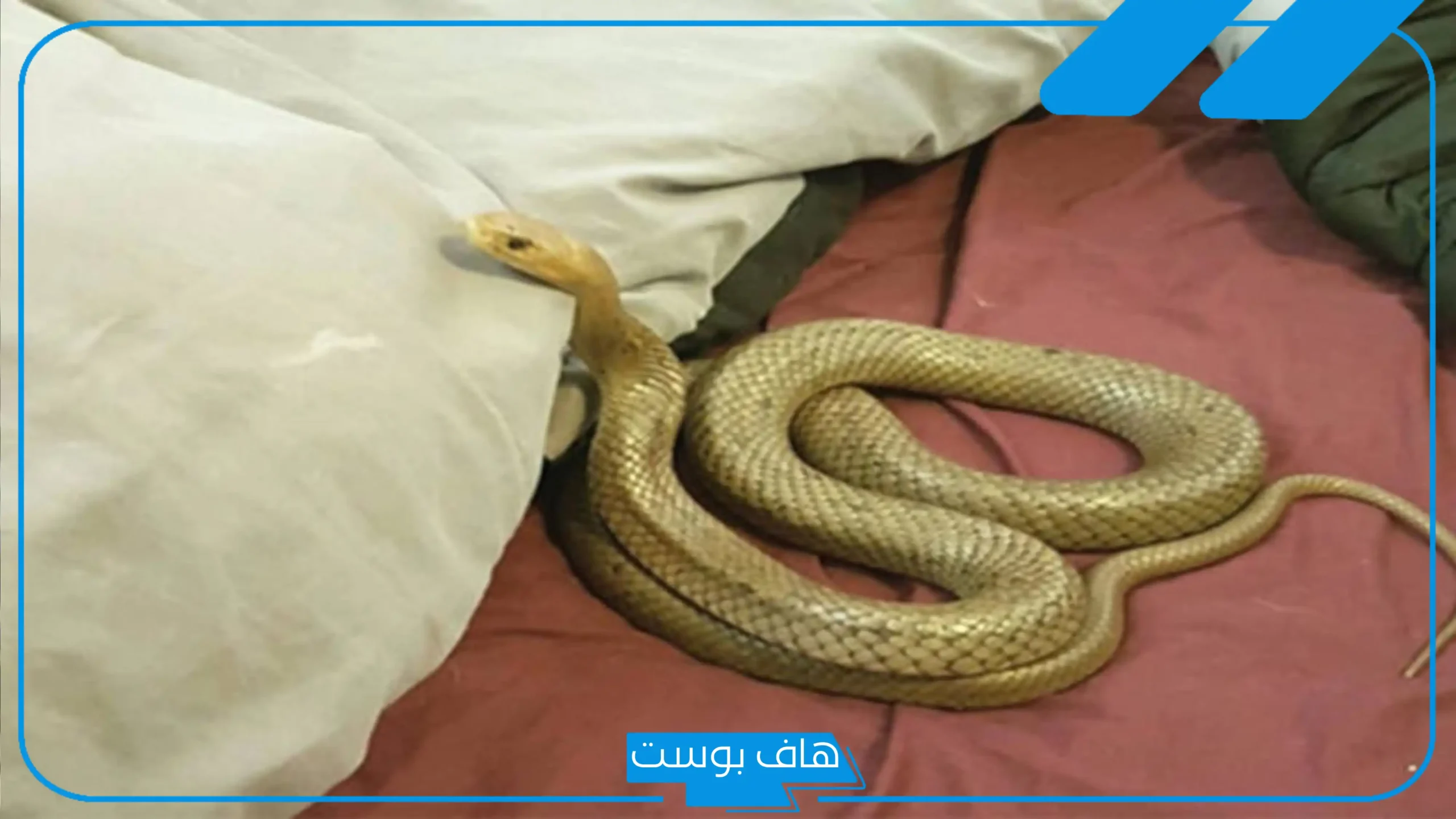 تفسير رؤية حيه صغيره للعالم ابن سيرين في المنزل للرجل والمرأة