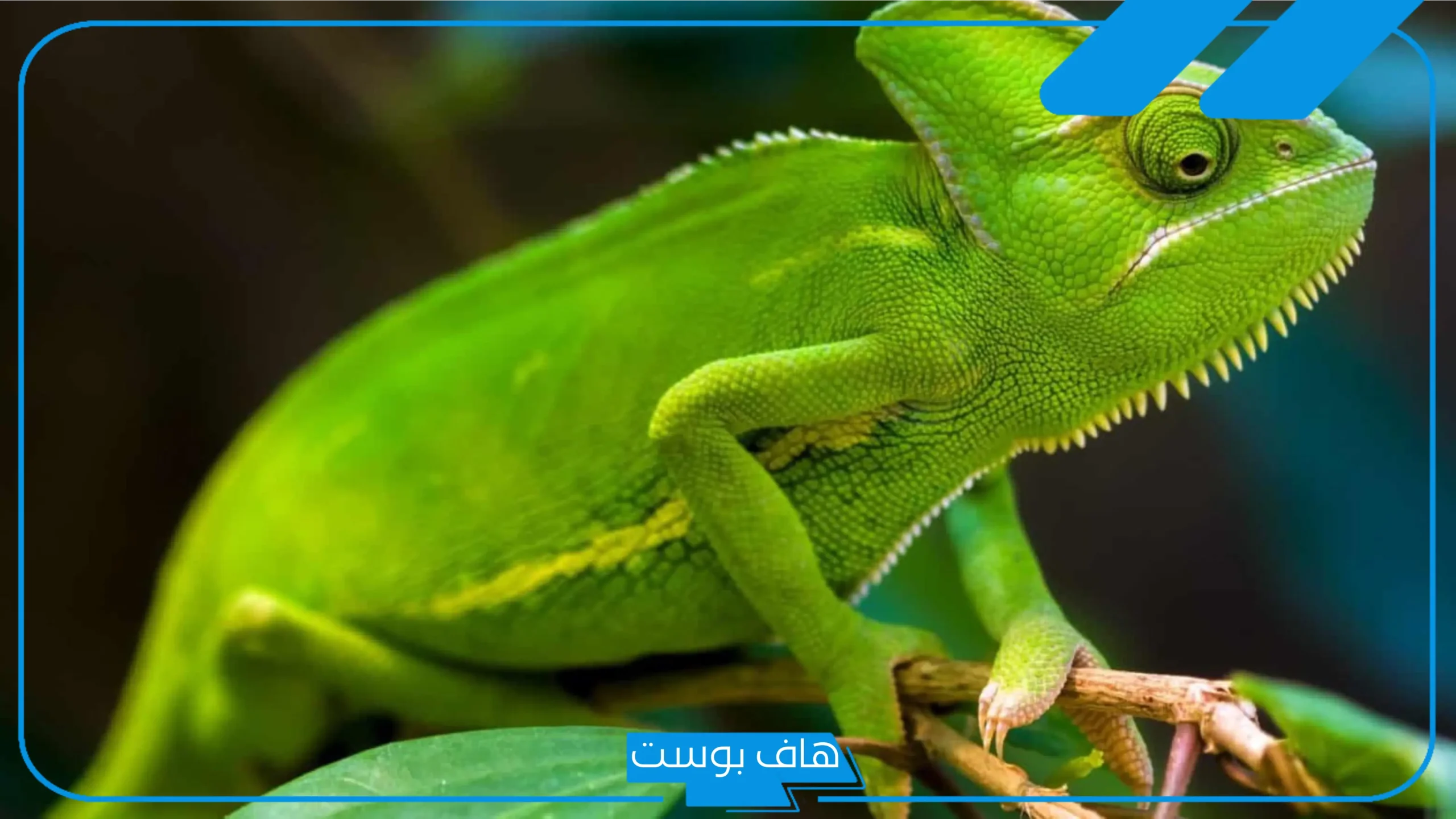 تفسير حلم رؤيه الحرباء في المنام والخوف منها عند ابن سيرين