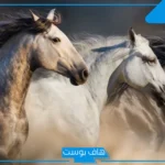 تفسير حلم الخيل في المنام للعزباء والمتزوجة وركوبه والجري به لابن سيرين