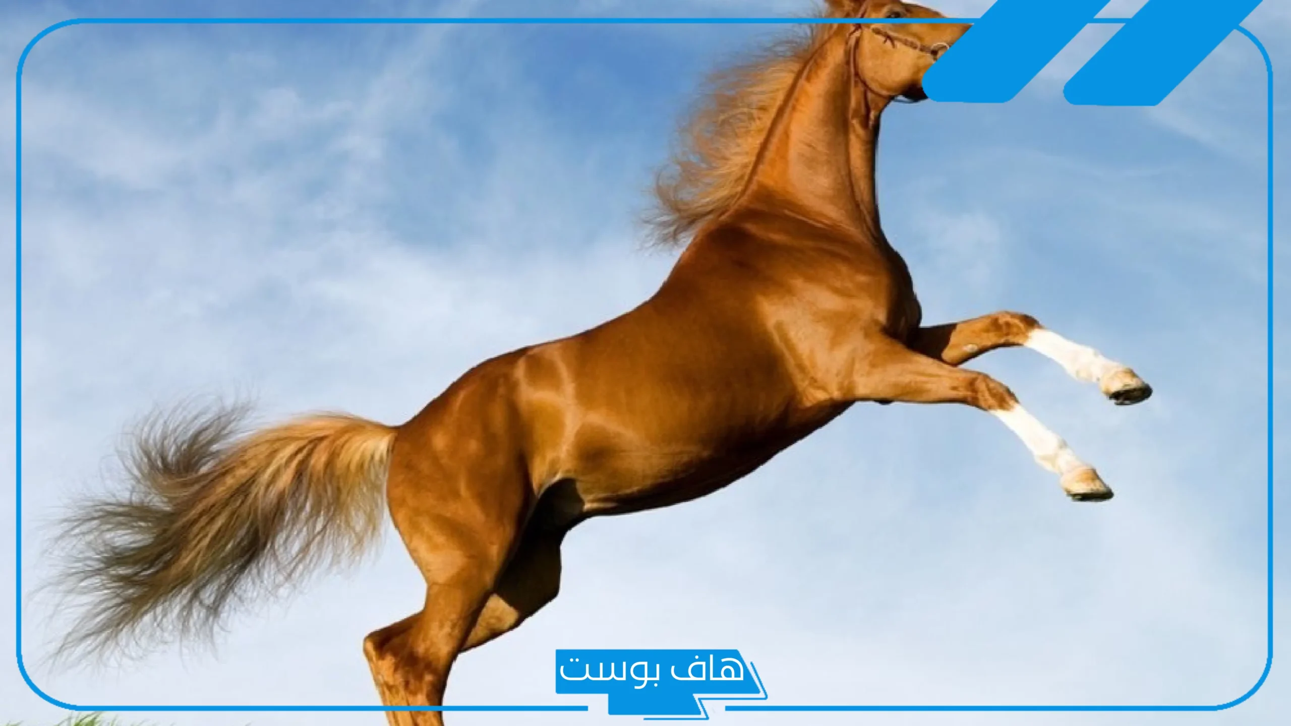 تفسير حلم رؤية الخيل في المنام للمتزوجة والعزباء لابن سيرين