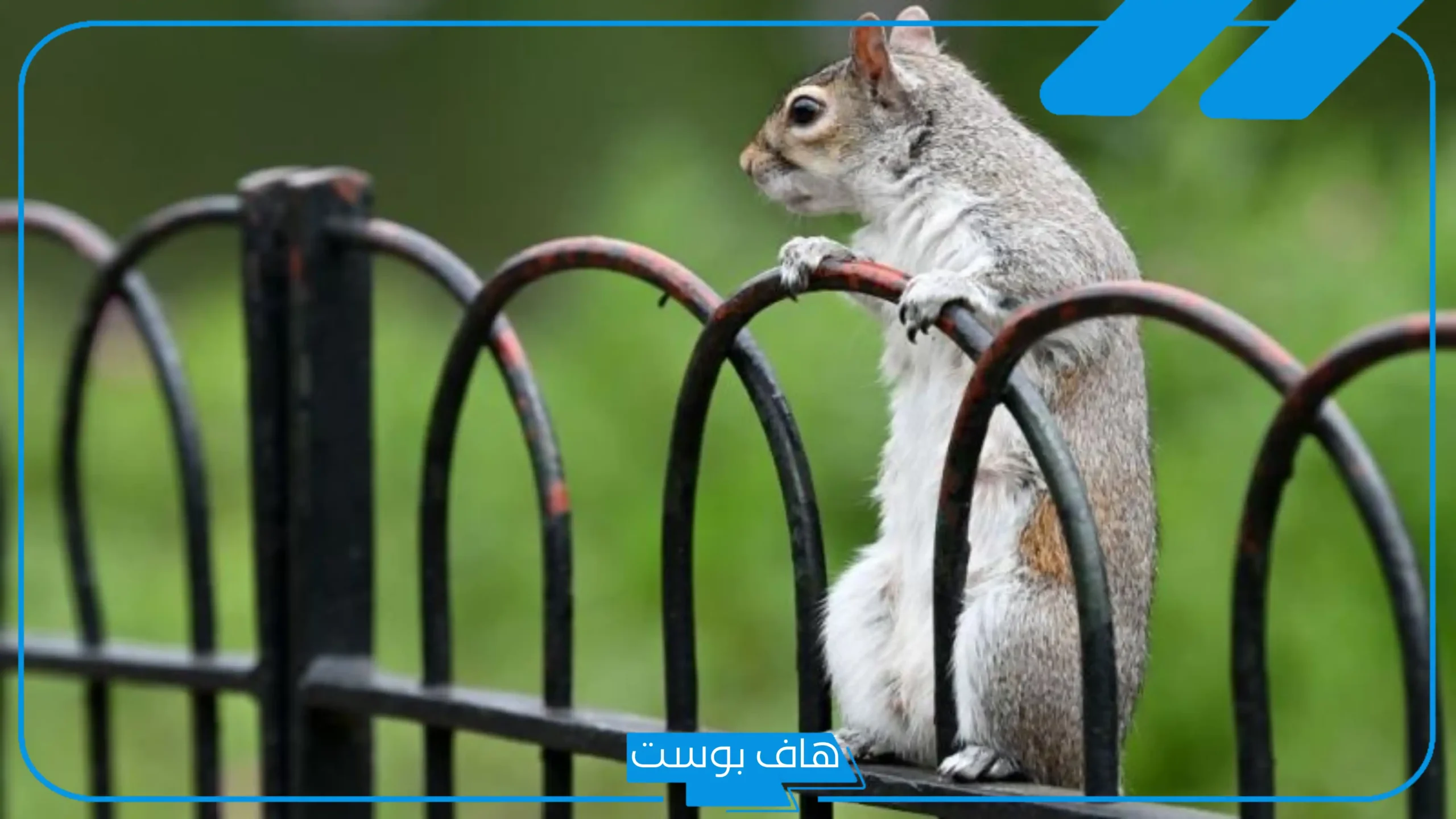 تفسير حلم رؤية السنجاب في المنام للمطلقة والمتزوجة لابن سيرين