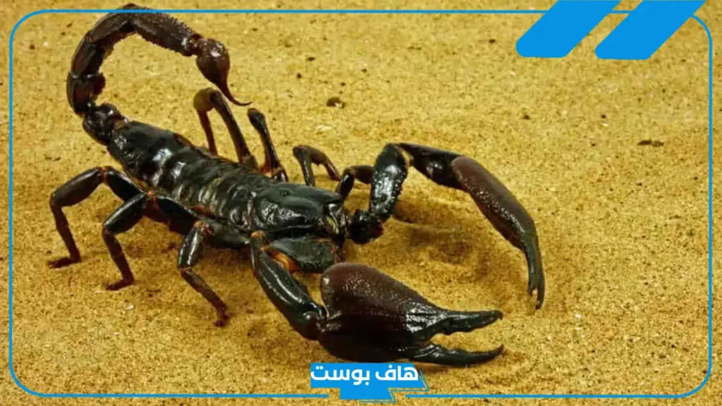 تفسير رؤية العقرب السوداء في المنام وقتلها للمتزوجة لابن سيرين