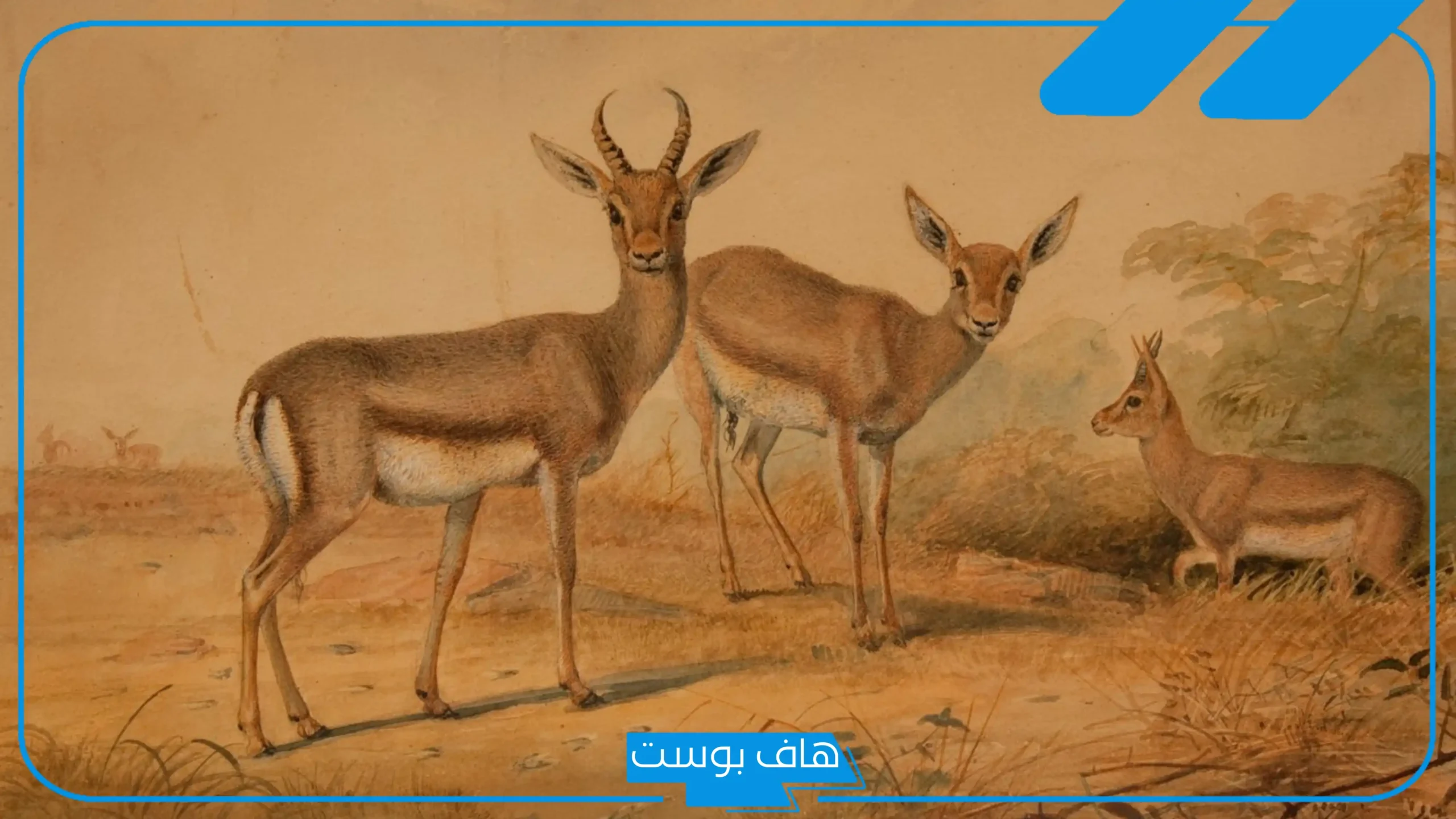 تفسير حلم رؤية الغزال في المنام للحامل والمطلقة والمتزوجة لابن سيرين