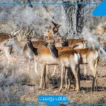 تفسير حلم رؤية الغزال في المنام للحامل والمطلقة والمتزوجة لابن سيرين