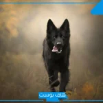 تفسير حلم كلب يلاحقني وانا اهرب للمطلقة في المنام لابن سيرين