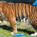 تفسير حلم رؤية النمر في المنام للمتزوجة وهجومه لابن سيرين