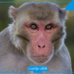 تفسير حلم رؤية قرد يحاول الهجوم علي في المنام للرجل والمتزوجة
