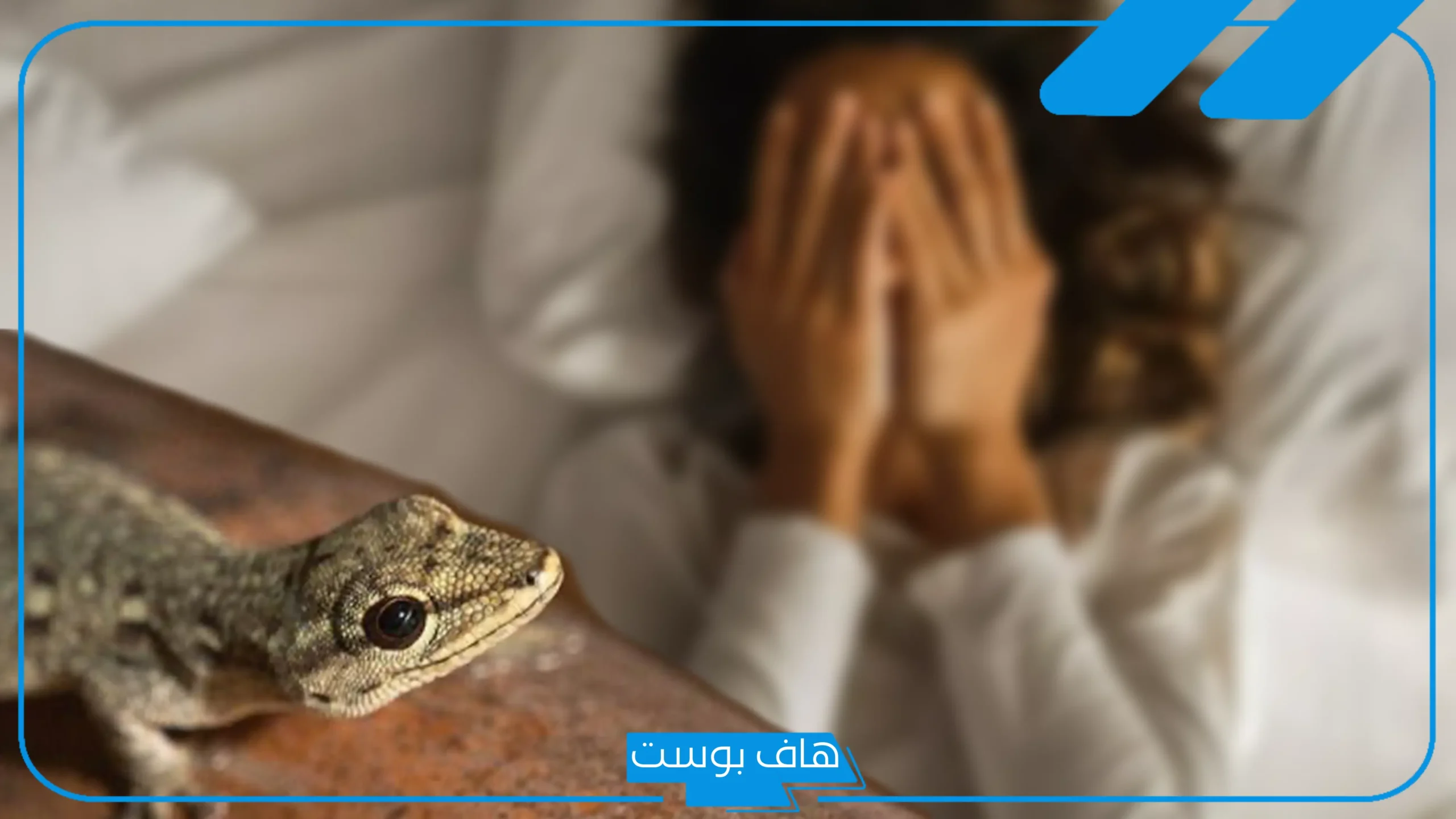 رمز الوزغ في المنام للمتزوجة والعزباء والخوف منه في المنام