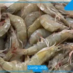 تفسير حلم الروبيان في المنام للرجل والحامل والمطلقة والعزباء