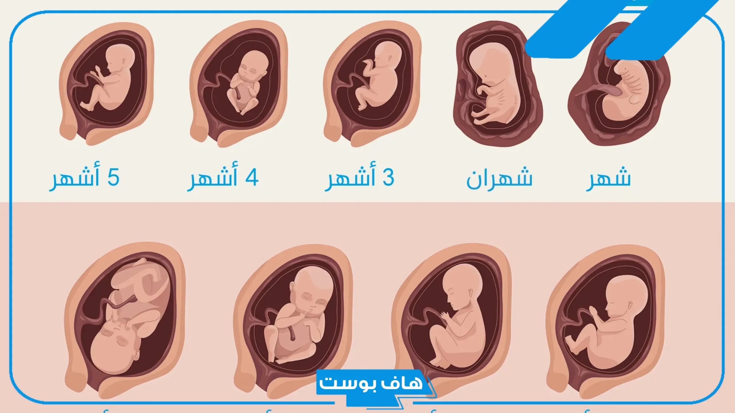 أجمل رسائل وعبارات تهنئة بالحمل للحامل جميلة.. ماذا يقال للمرأة الحامل؟