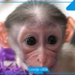 تفسير حلم القرد الصغير للمتزوجة والحامل في المنام للإمام الصادق وابن سيرين