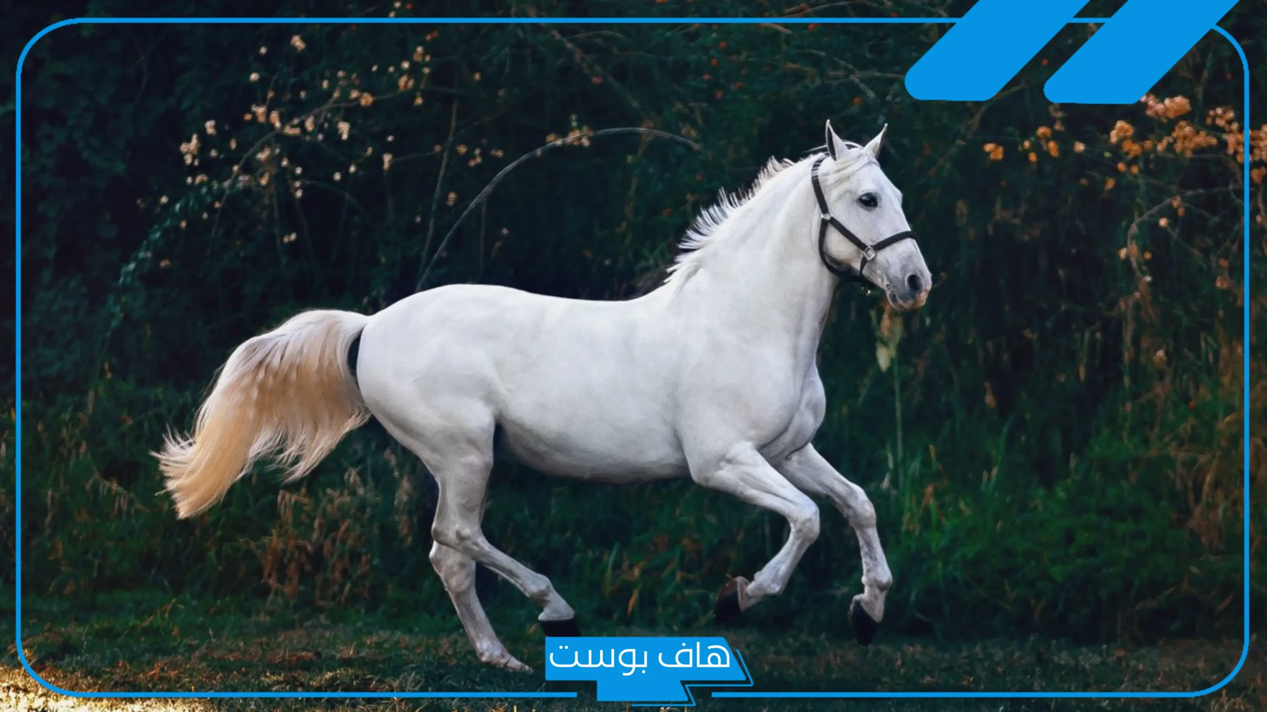 تفسير حلم الخيل في المنام للعزباء والمتزوجة وركوبه والجري به لابن سيرين