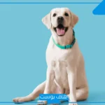 تفسير حلم الكلب الابيض للعزباء والمتزوجة والرجل عند ابن سيرين