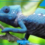 تفسير حلم رؤيه الحرباء في المنام والخوف منها عند ابن سيرين
