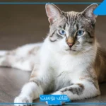 تفسير حلم بول القطط في المنام لابن سيرين للمطلقة والعزباء