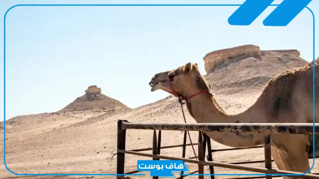 الطويرقي وش يرجع نسبه؟ فروع وفخوذ قبيلة الطويرقي