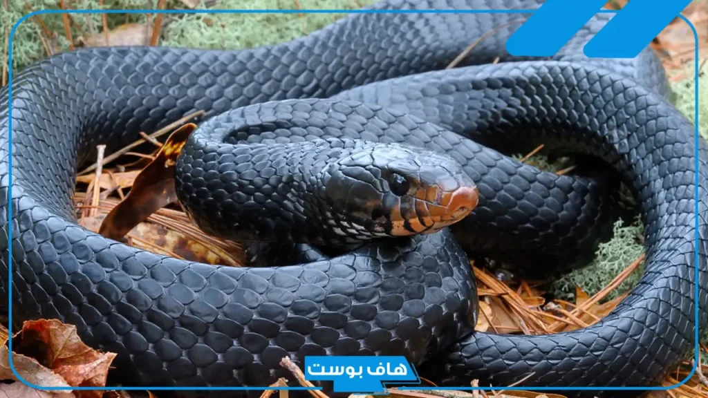 تفسير حلم الثعبان للحامل وهجومه والهروب منه في المنام لابن سيرين