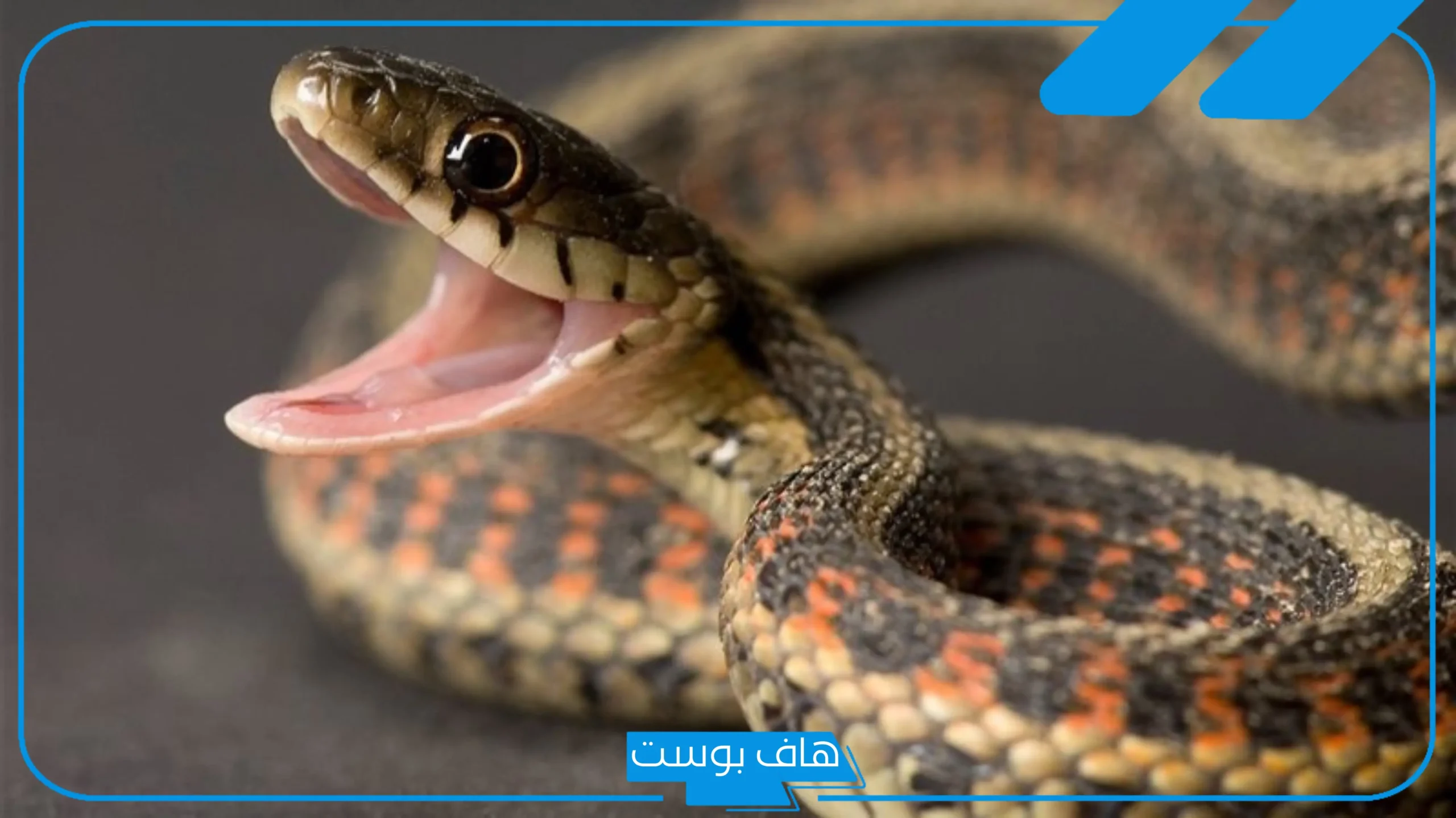 تفسير حلم رؤية قتل ثعبان في المنام للعزباء والمتزوجة والرجل لابن سيرين